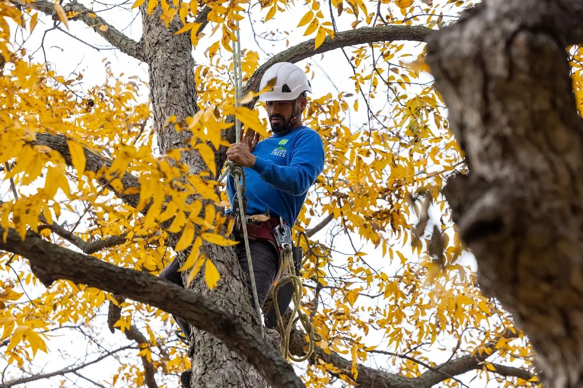 Skilled Tree Trimming crew working in Rockwell